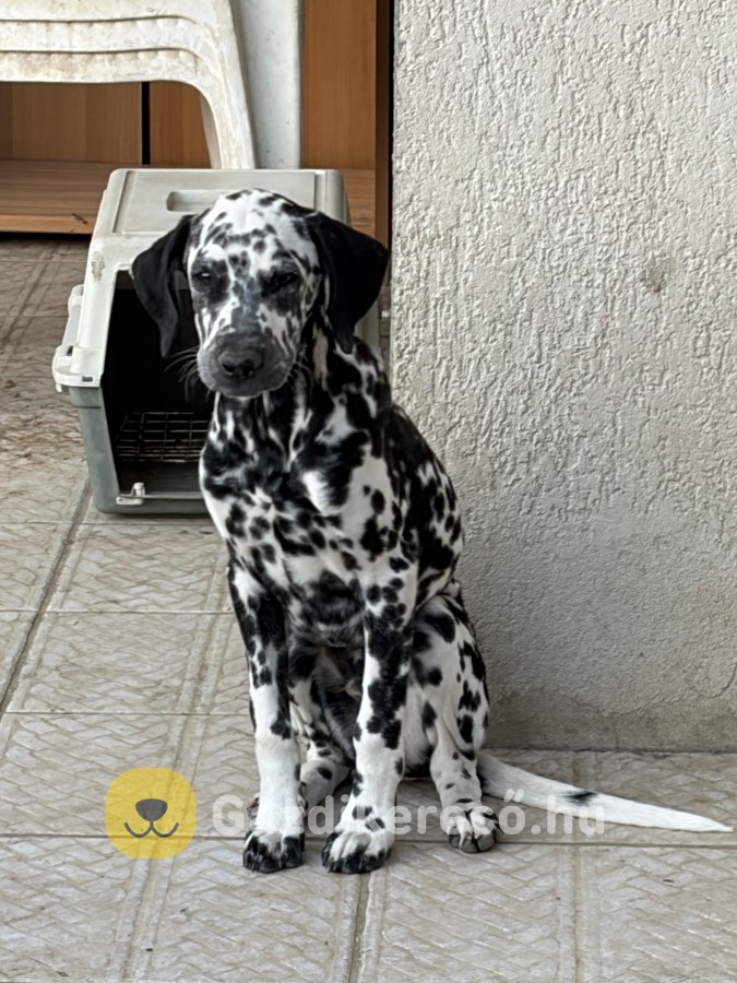 Dalmata elado 
