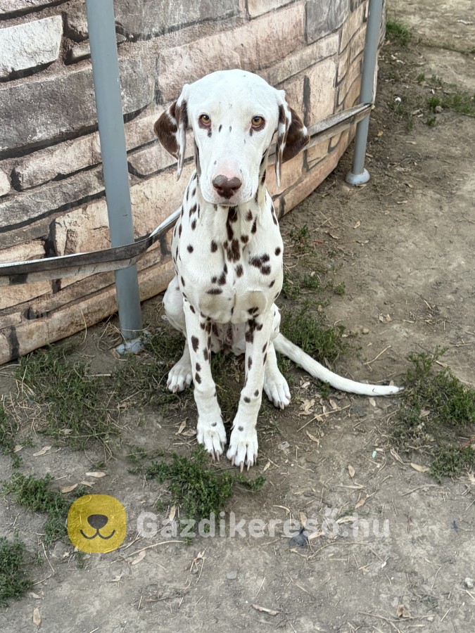 Dalmata elado 