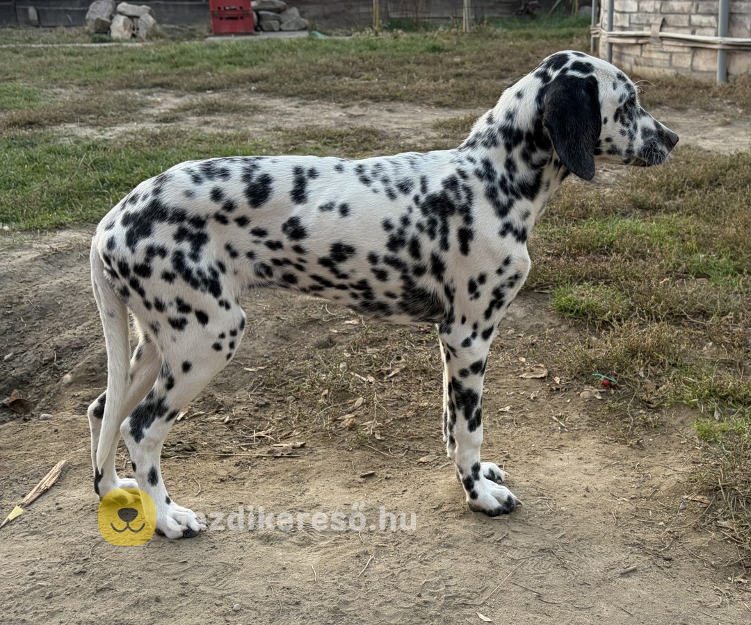Dalmata elado 