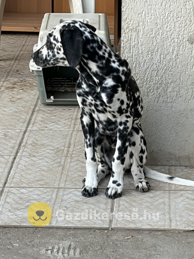 Dalmata elado 