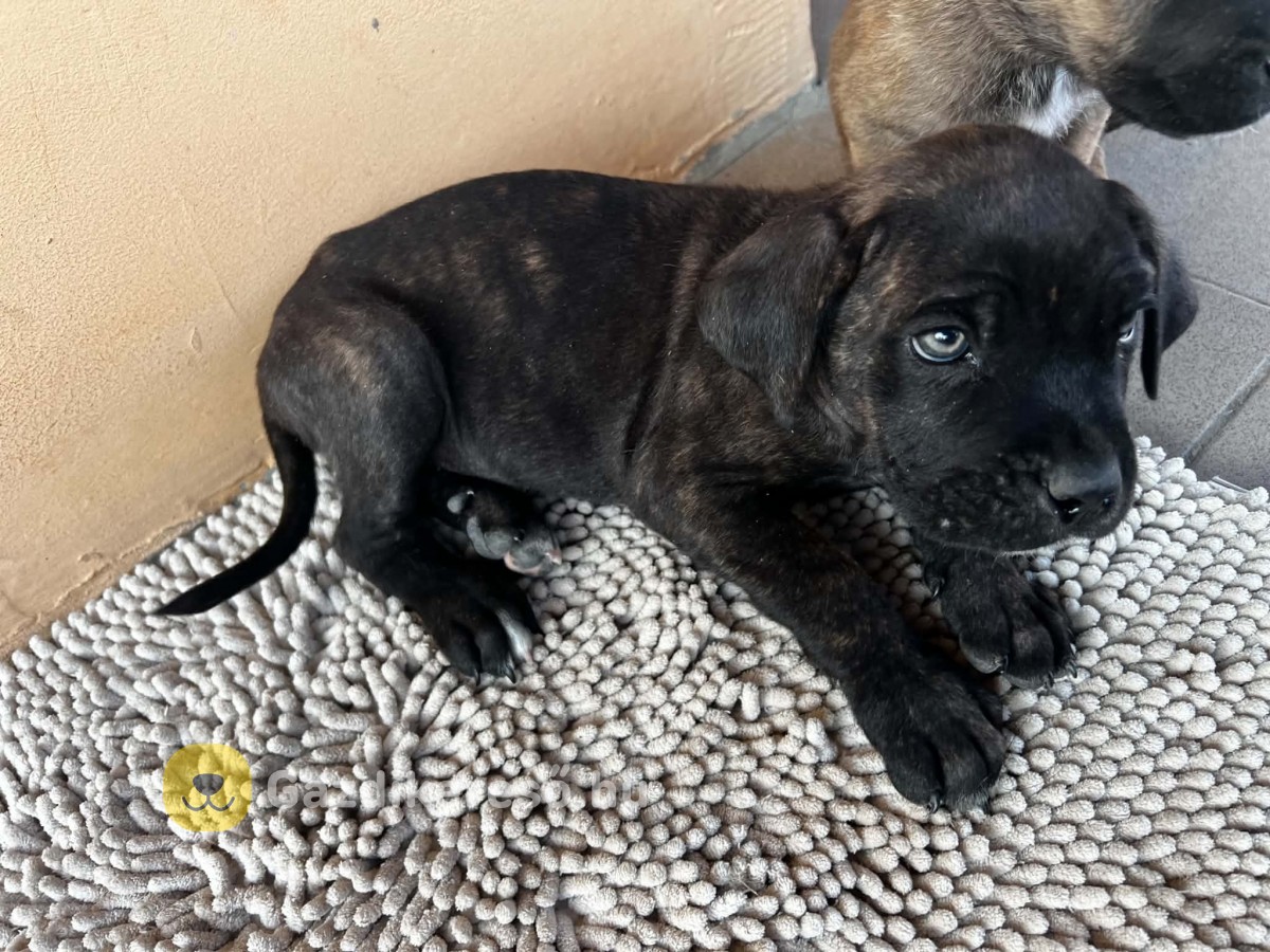 Gazdit keres 7 Cane Corso kutyus!