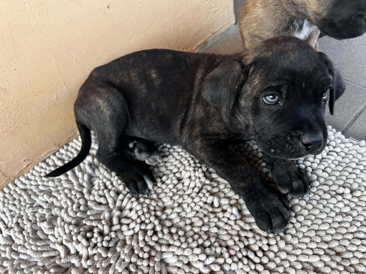 Gazdit keres 7 Cane Corso kutyus!