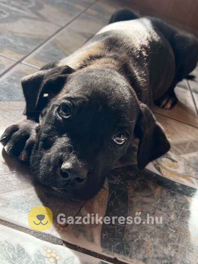 Gazdit keres 7 Cane Corso kutyus!