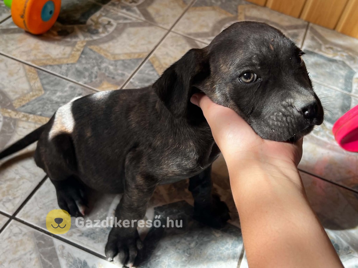 Gazdit keres 7 Cane Corso kutyus!
