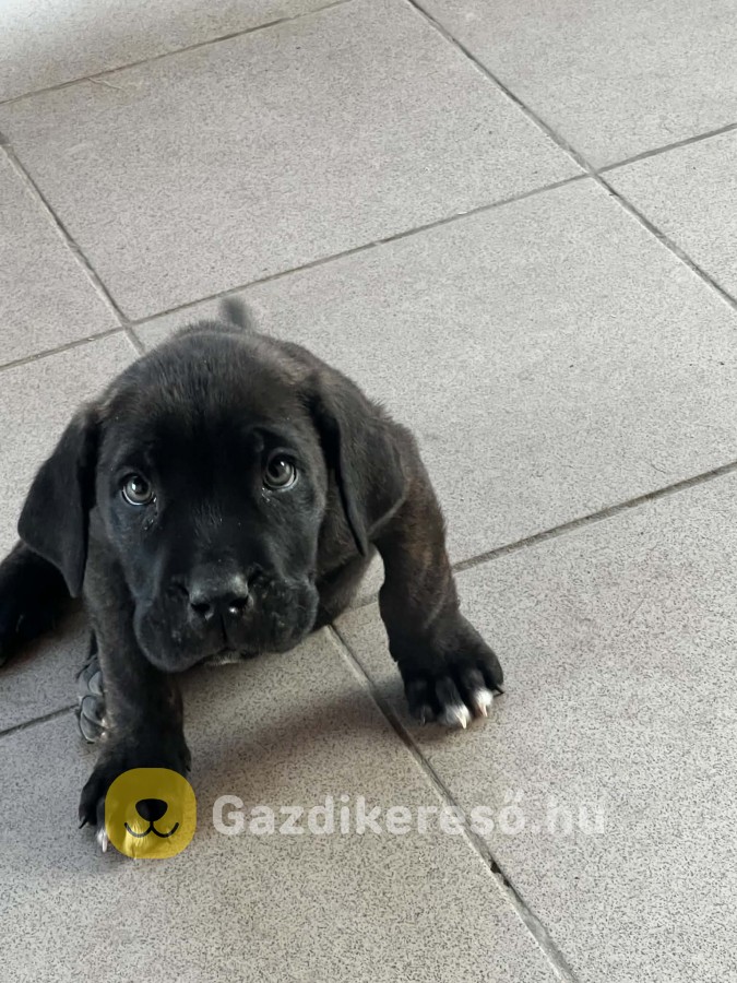Gazdit keres 7 Cane Corso kutyus!