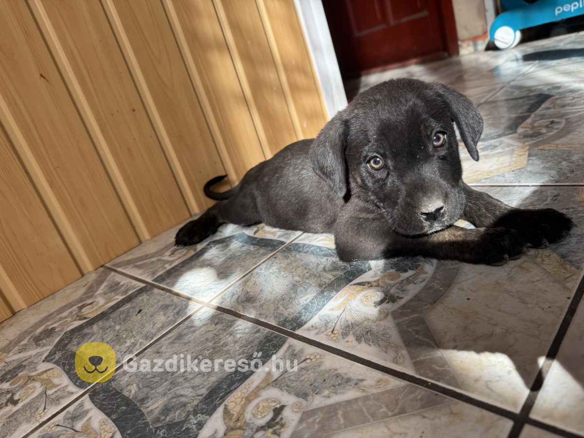 Gazdit keres 7 Cane Corso kutyus!