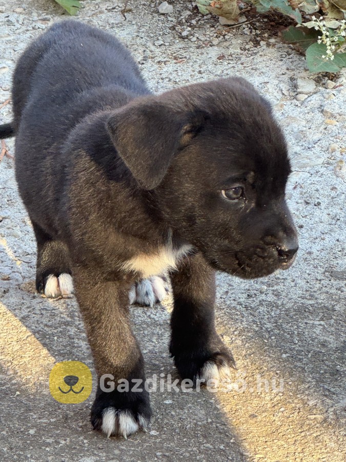 Gazdit keres 7 Cane Corso kutyus!