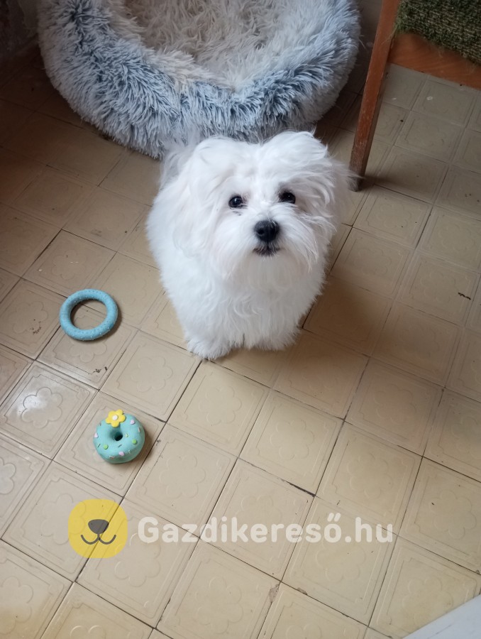 Eladó kutya