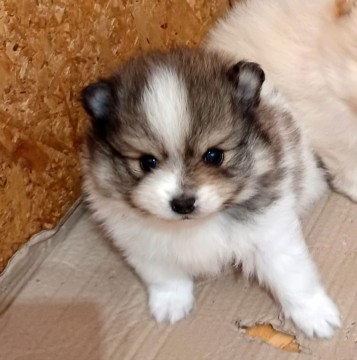 Spitz kölykök