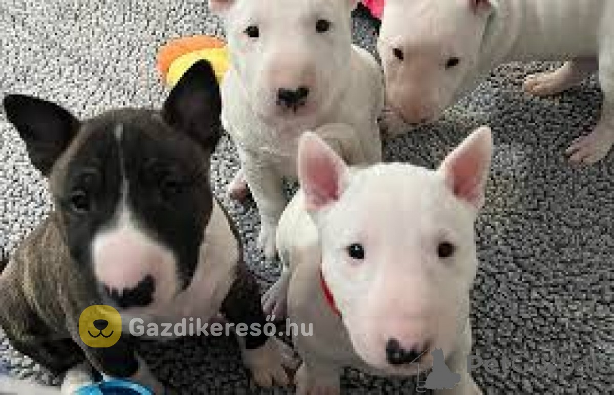 Bullterrier kiskutyák Bullterrier kiskutyák