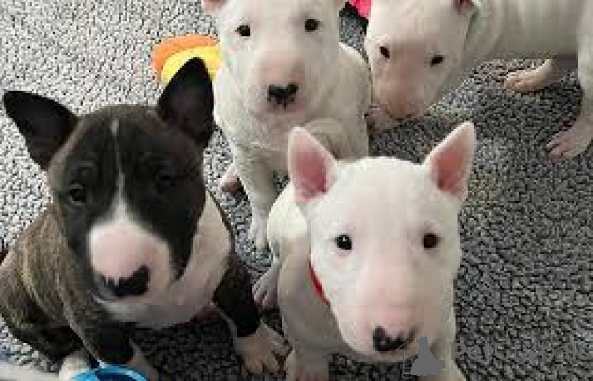 Bullterrier kiskutyák
