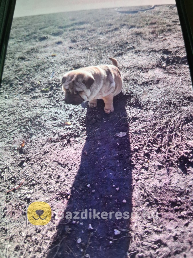 Gazdisodnánk