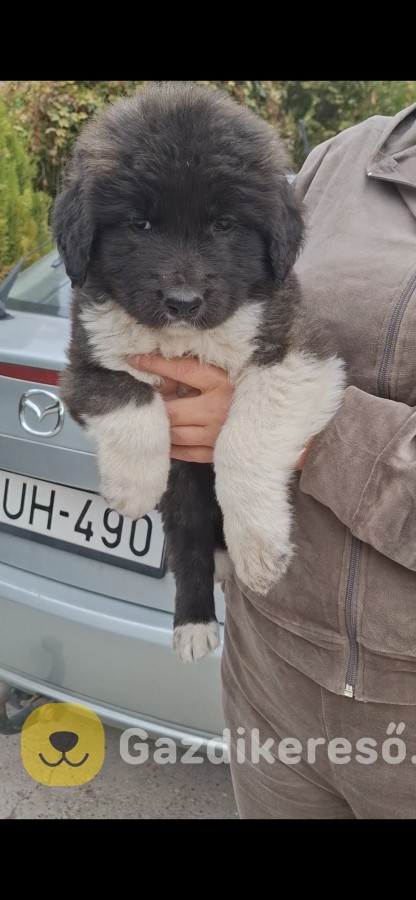 Kaukázusi juhász Kaukázusi juhász