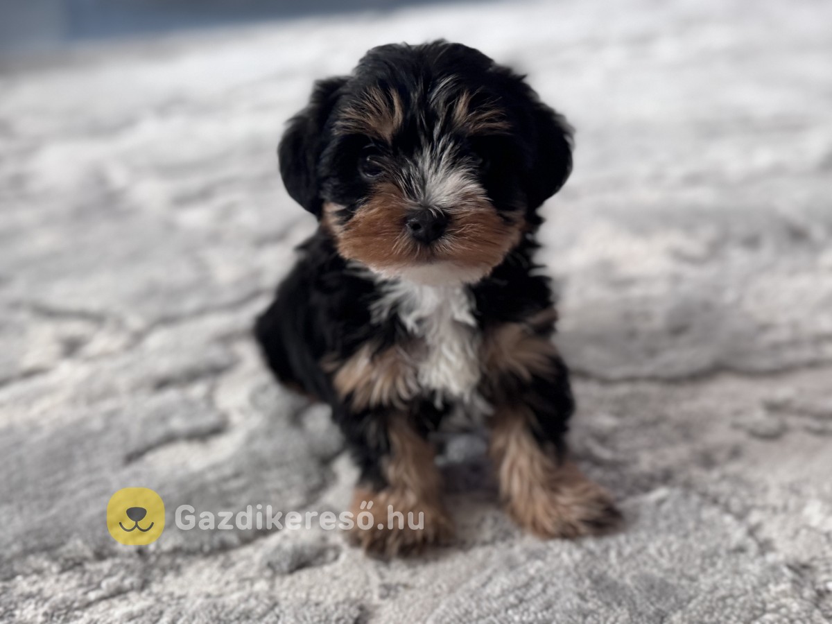 Yorkshire terrier jellegű Kutya Yorkshire terrier jellegű Kutya