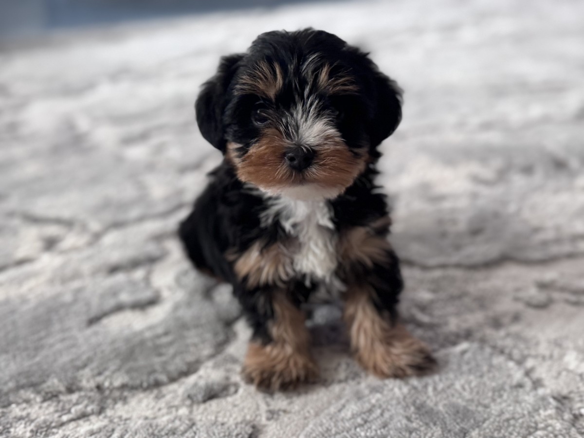 Yorkshire terrier jellegű Kutya