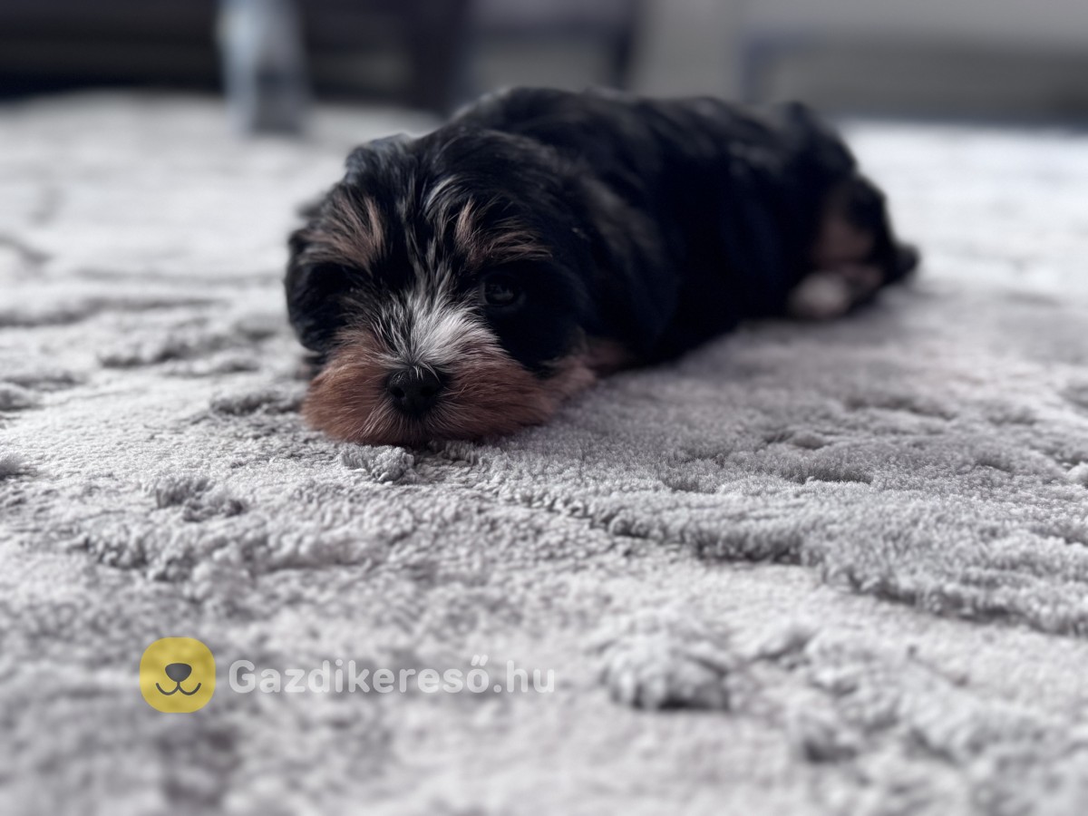 Yorkshire terrier jellegű Kutya Yorkshire terrier jellegű Kutya