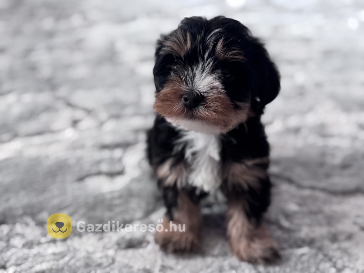 Yorkshire terrier jellegű Kutya Yorkshire terrier jellegű Kutya