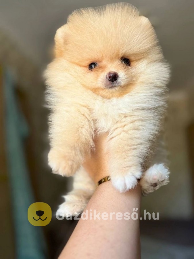 Pomerániai törpe spitz Pomerániai törpe spitz
