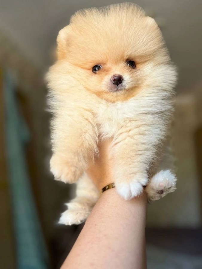 Pomerániai törpe spitz 