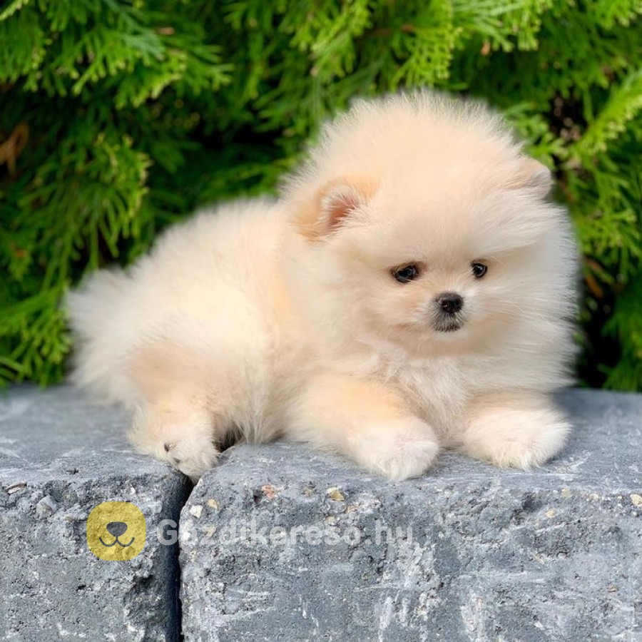 Pomerániai törpe spitz Pomerániai törpe spitz