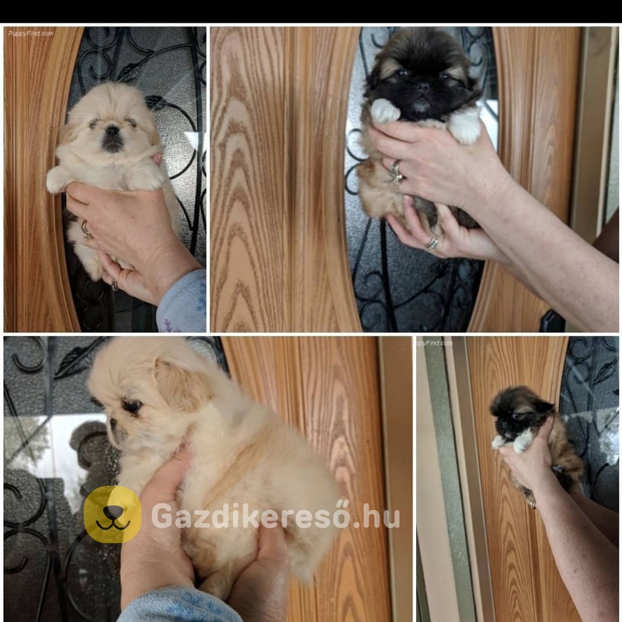 Gyönyörű pekingi palotakutya kölykök keresik új otthonukat.
