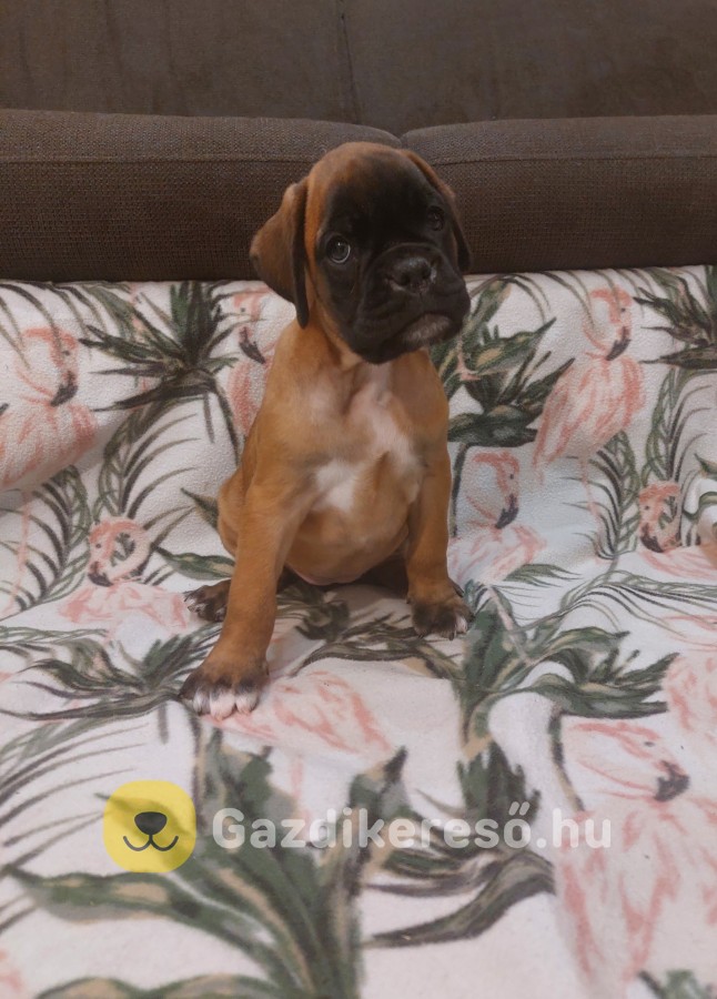 Boxer kölykök Boxer kölykök