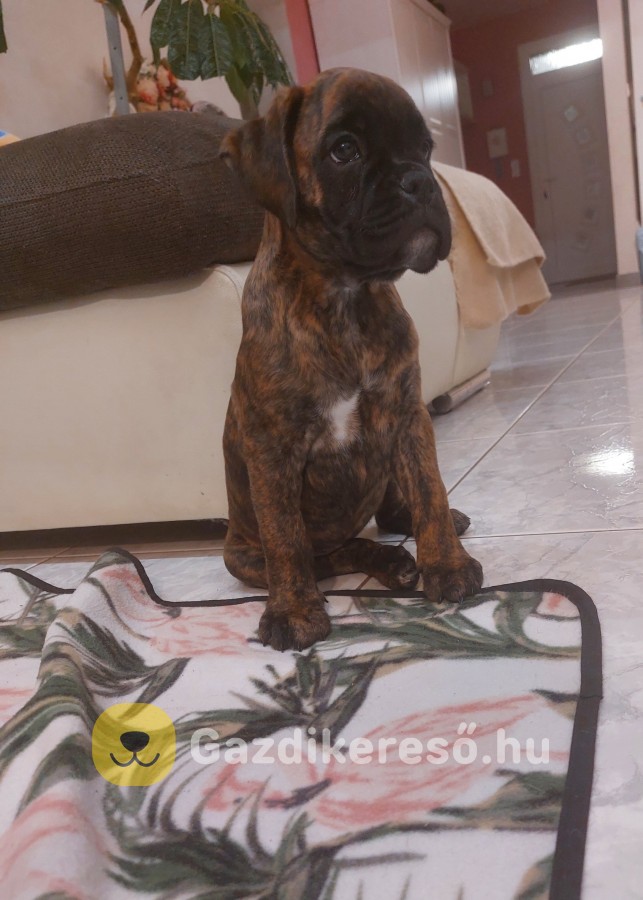 Boxer kölykök Boxer kölykök