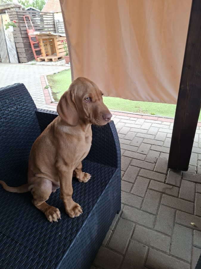 Magyar vizsla kan kutyus 5 hónapos eladó