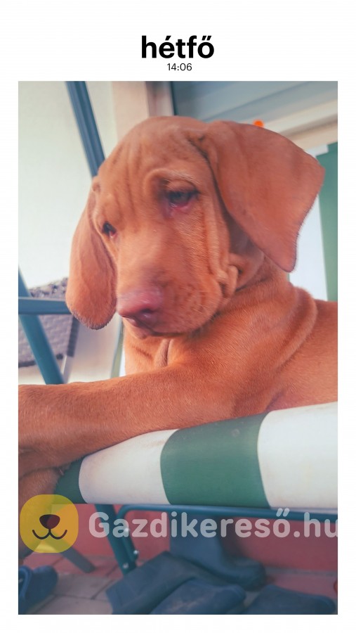Magyar vizsla kan kutyus 5 hónapos eladó