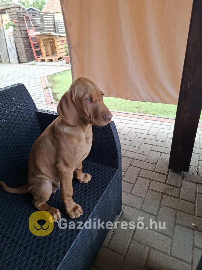 Magyar vizsla kan kutyus 5 hónapos eladó