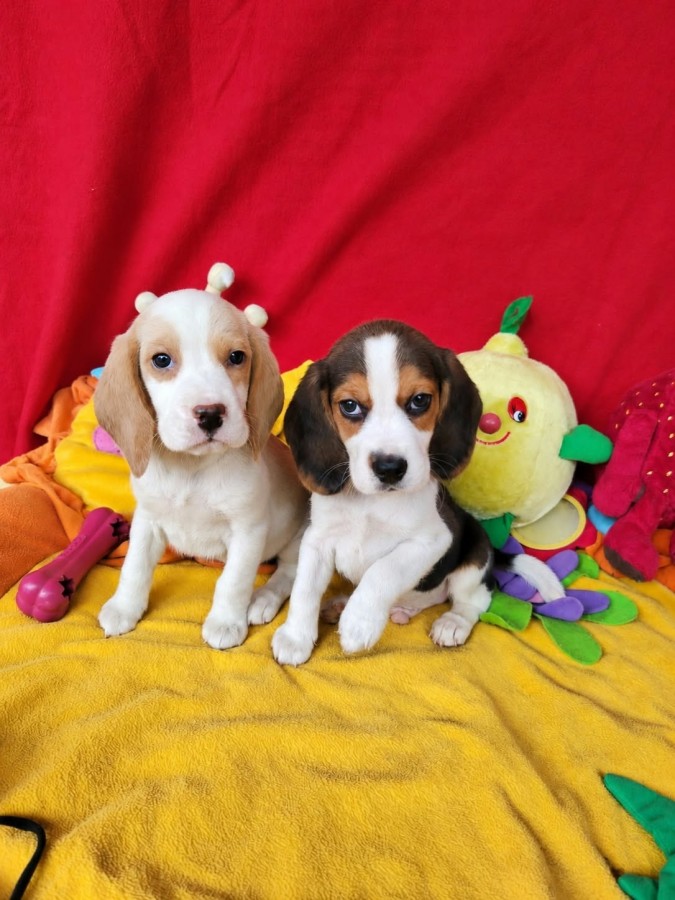 Gyönyörű Beagle kiskutyák!