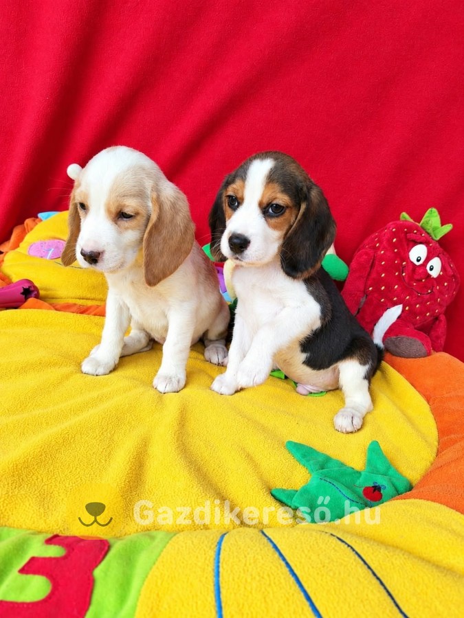 Gyönyörű Beagle kiskutyák!