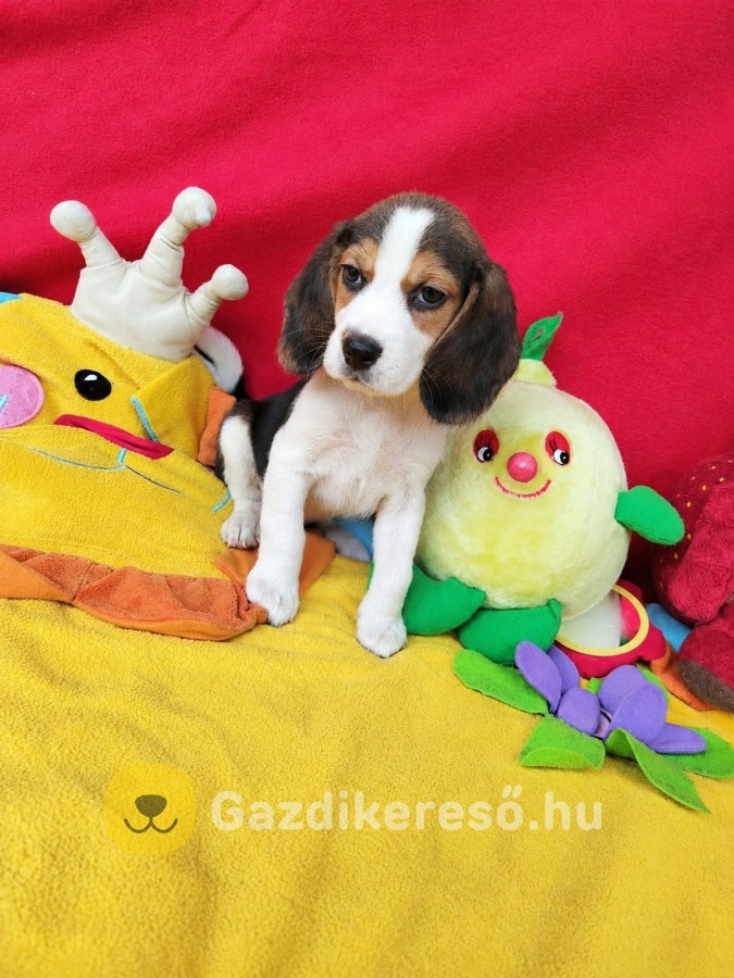 Gyönyörű Beagle kiskutyák!