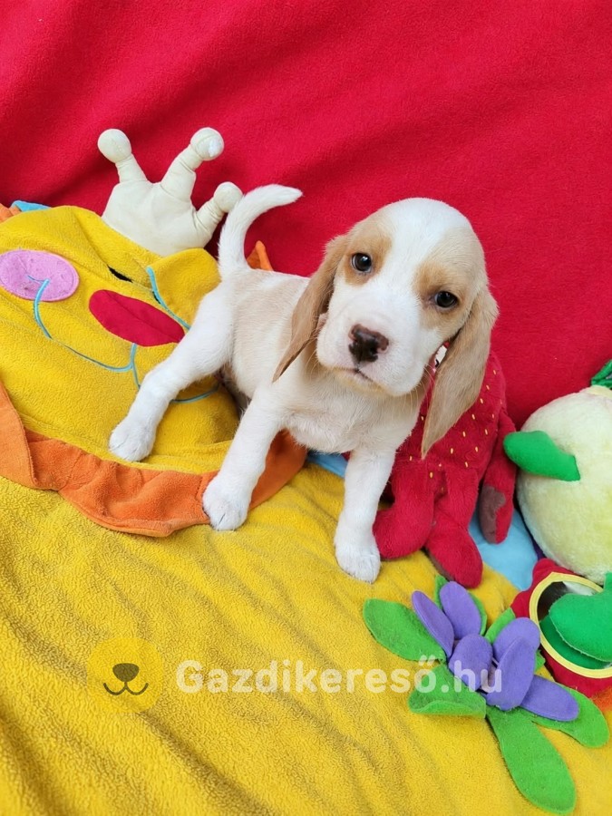 Gyönyörű Beagle kiskutyák!