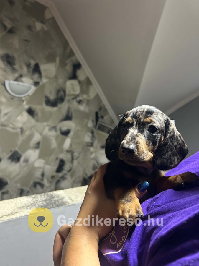 Eladó Tacskó Eladó Tacskó
