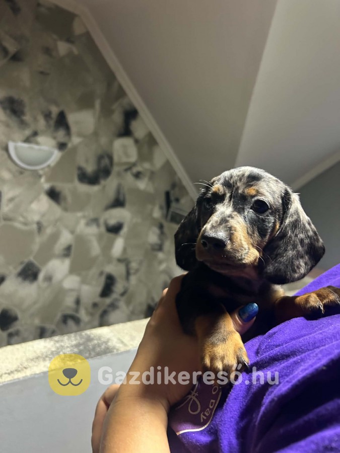 Eladó Tacskó Eladó Tacskó