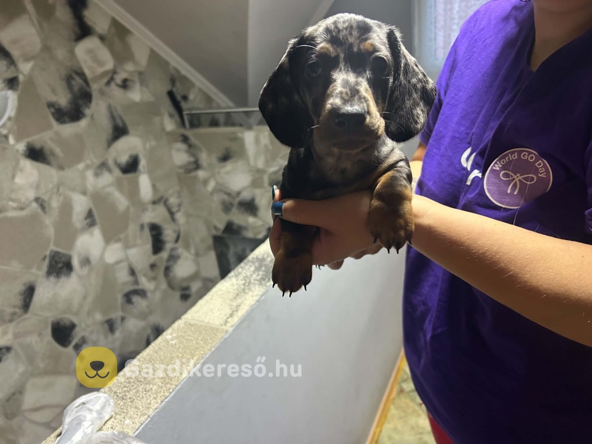 Eladó Tacskó Eladó Tacskó