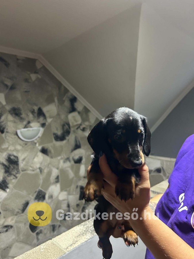 Eladó Tacskó Eladó Tacskó