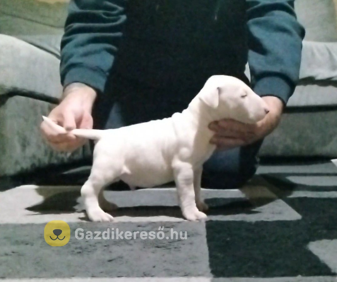Bullterrier kan kiskutya Bullterrier kan kiskutya