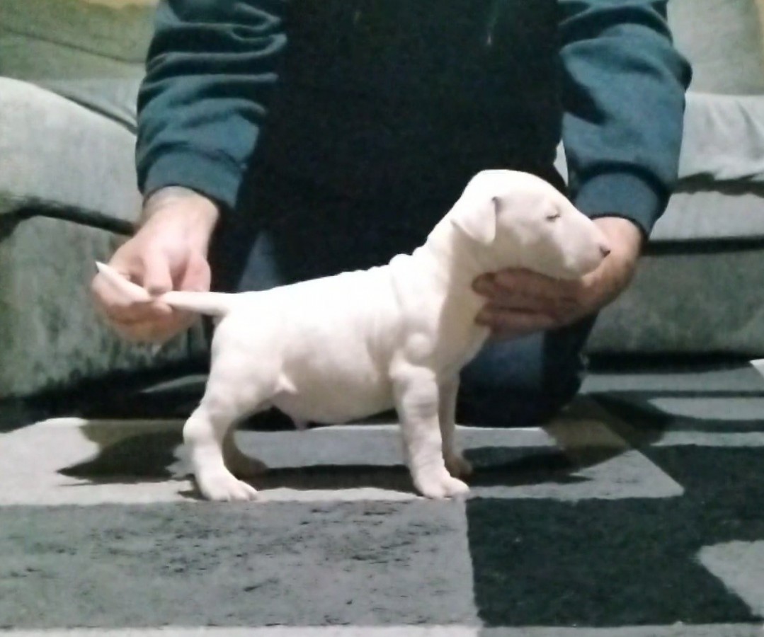 Bullterrier kan kiskutya 
