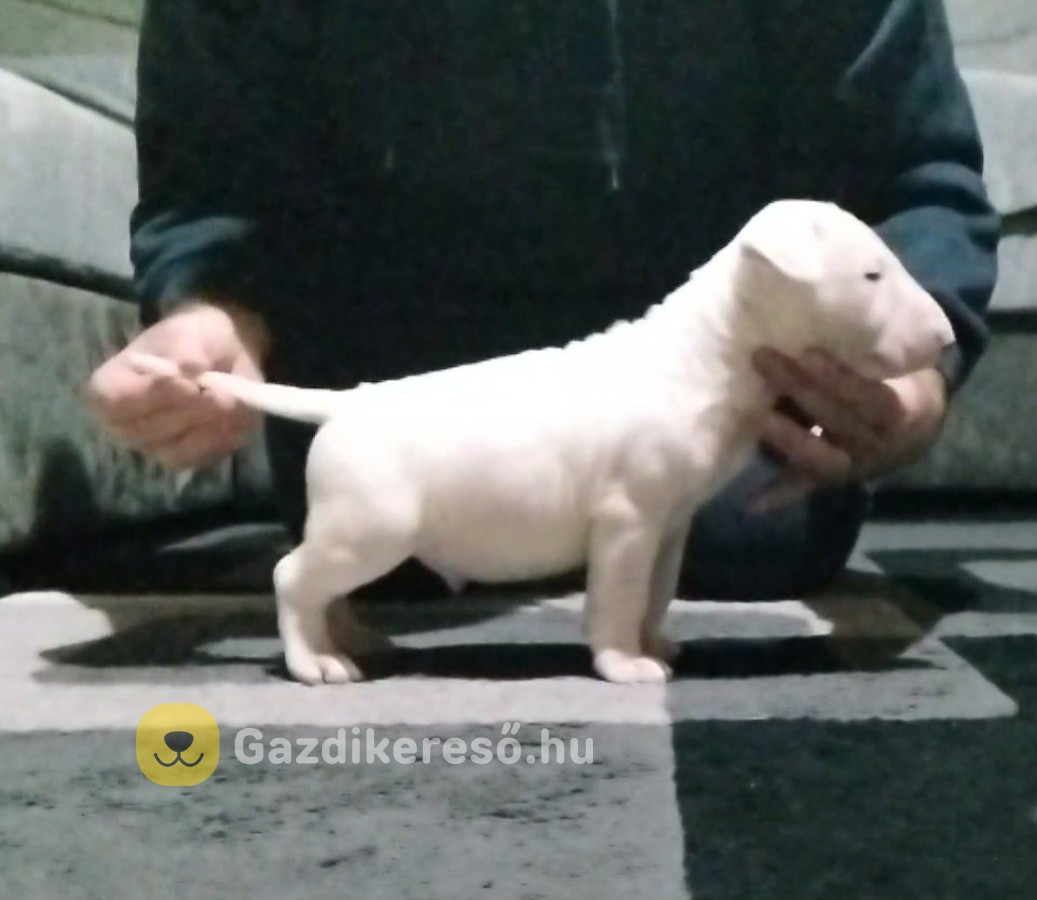 Bullterrier kan kiskutya Bullterrier kan kiskutya