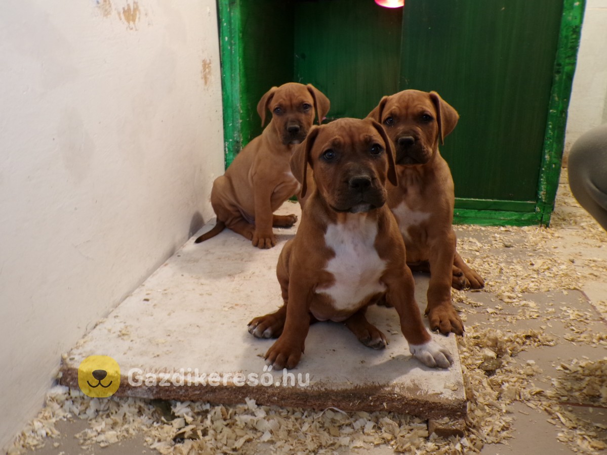 Tosa-inu pitbull mix kiskutyák Tosa-inu pitbull mix kiskutyák