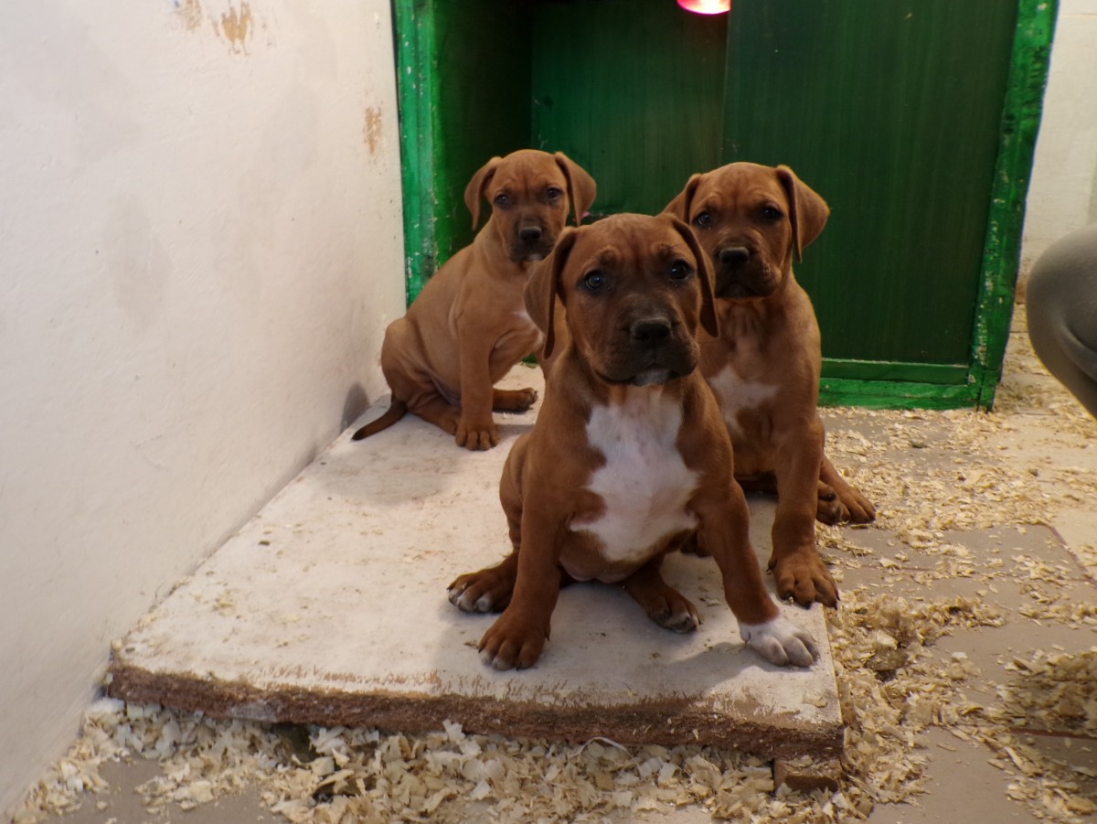 Tosa-inu pitbull mix kiskutyák