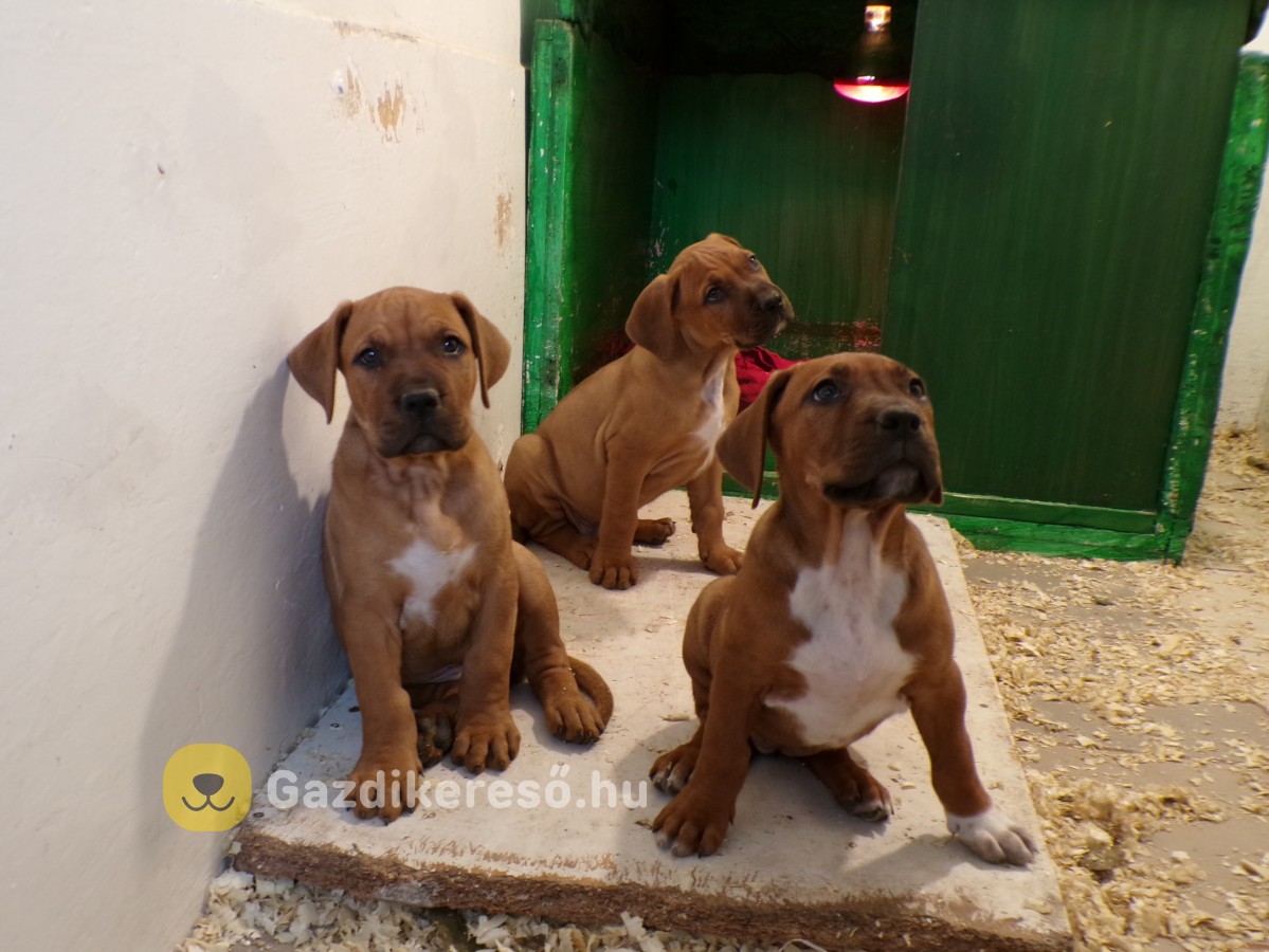 Tosa-inu pitbull mix kiskutyák Tosa-inu pitbull mix kiskutyák