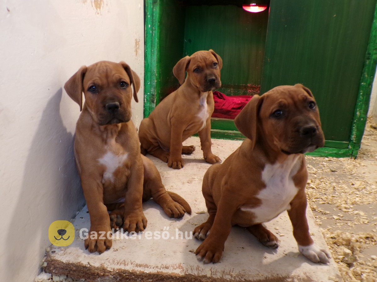 Tosa-inu pitbull mix kiskutyák Tosa-inu pitbull mix kiskutyák