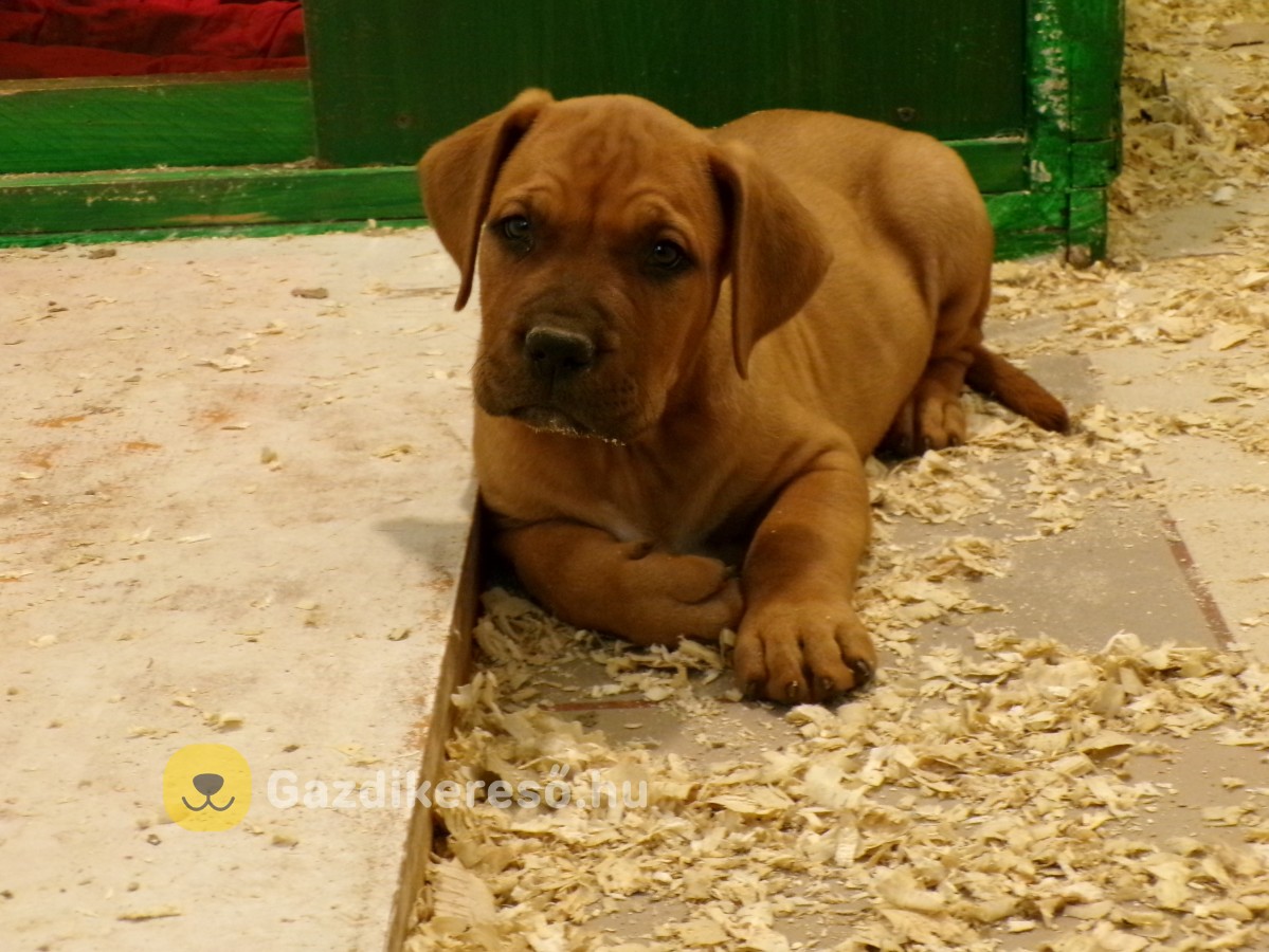 Tosa-inu pitbull mix kiskutyák Tosa-inu pitbull mix kiskutyák