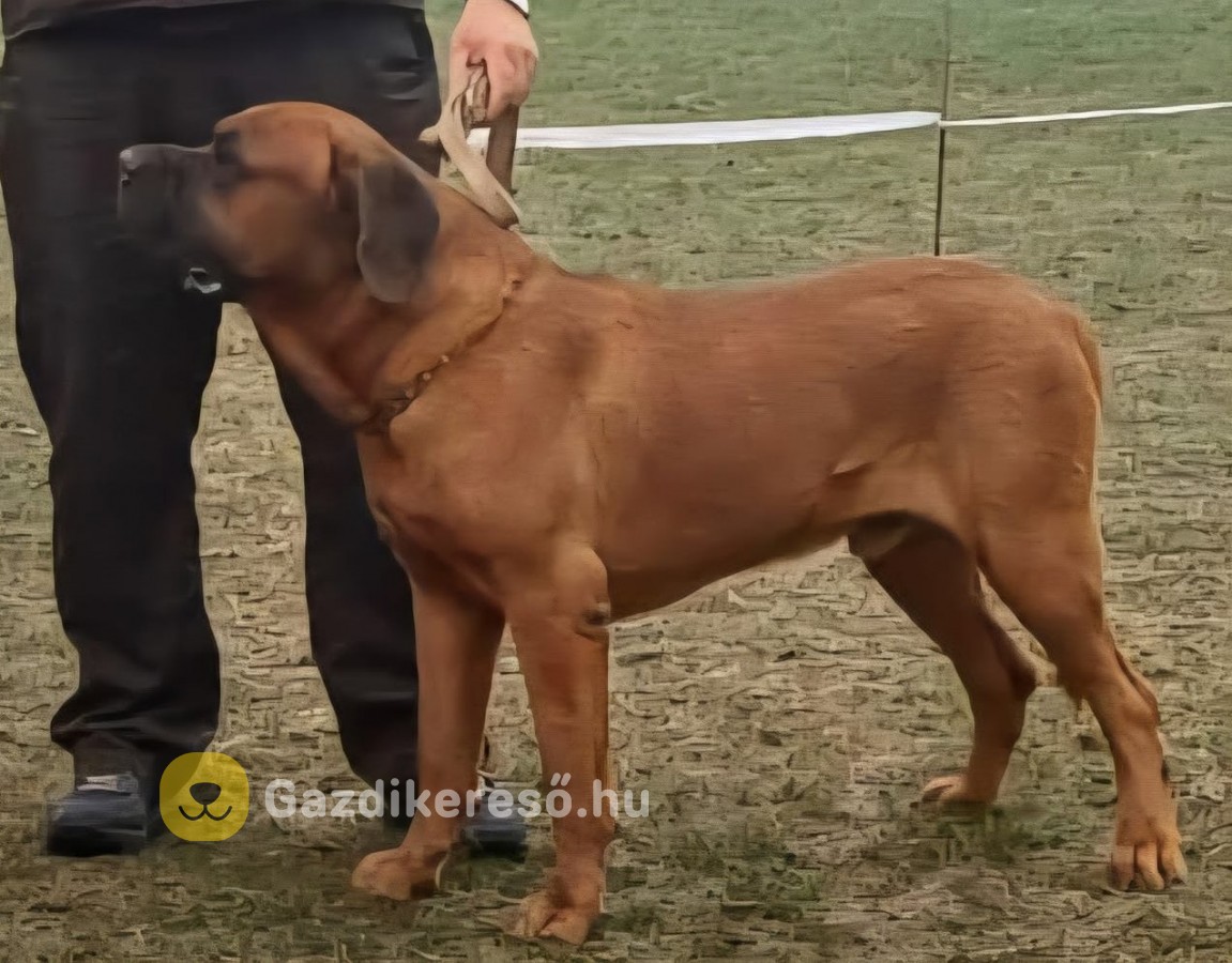 Tosa-inu pitbull mix kiskutyák Tosa-inu pitbull mix kiskutyák