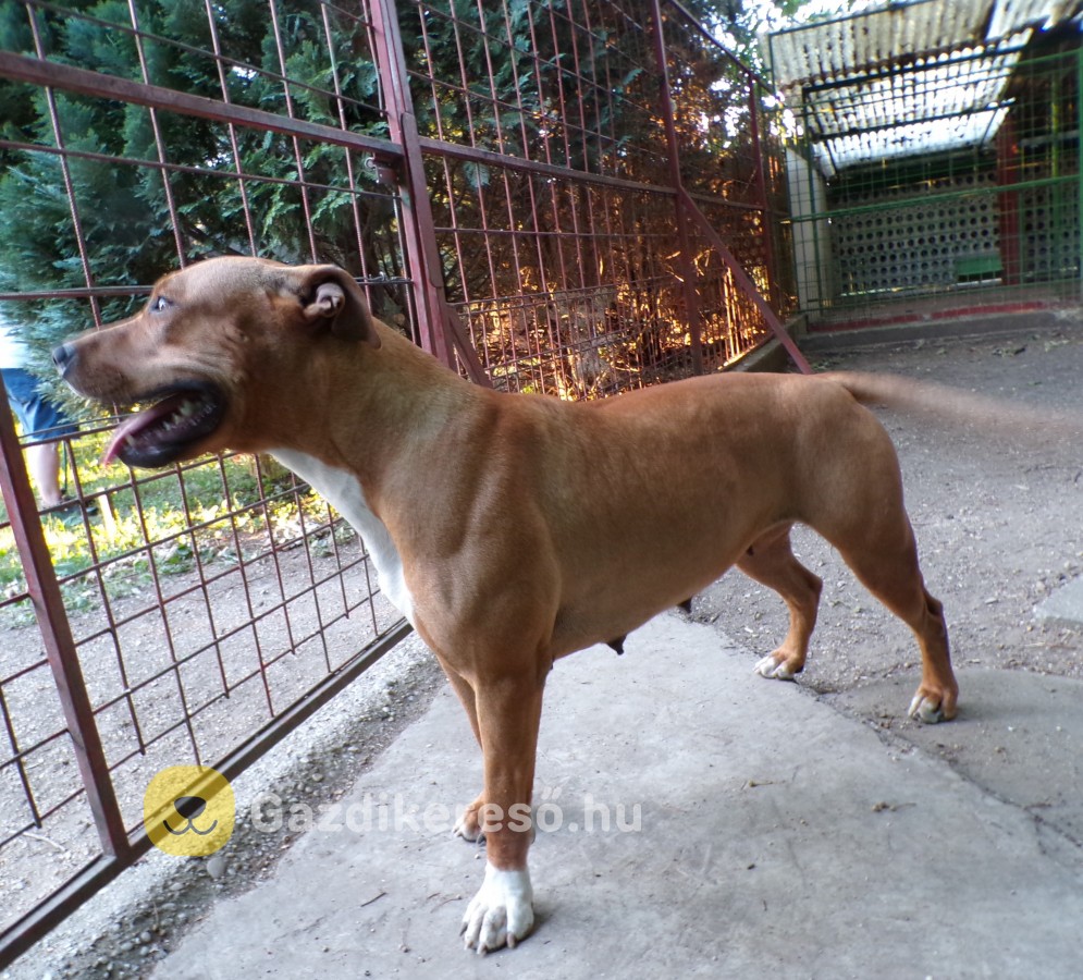 Tosa-inu pitbull mix kiskutyák Tosa-inu pitbull mix kiskutyák