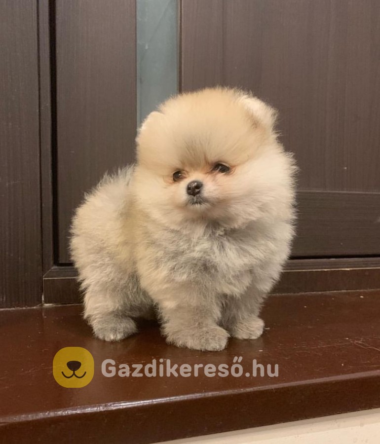 Pomerániai törpe spitz Pomerániai törpe spitz