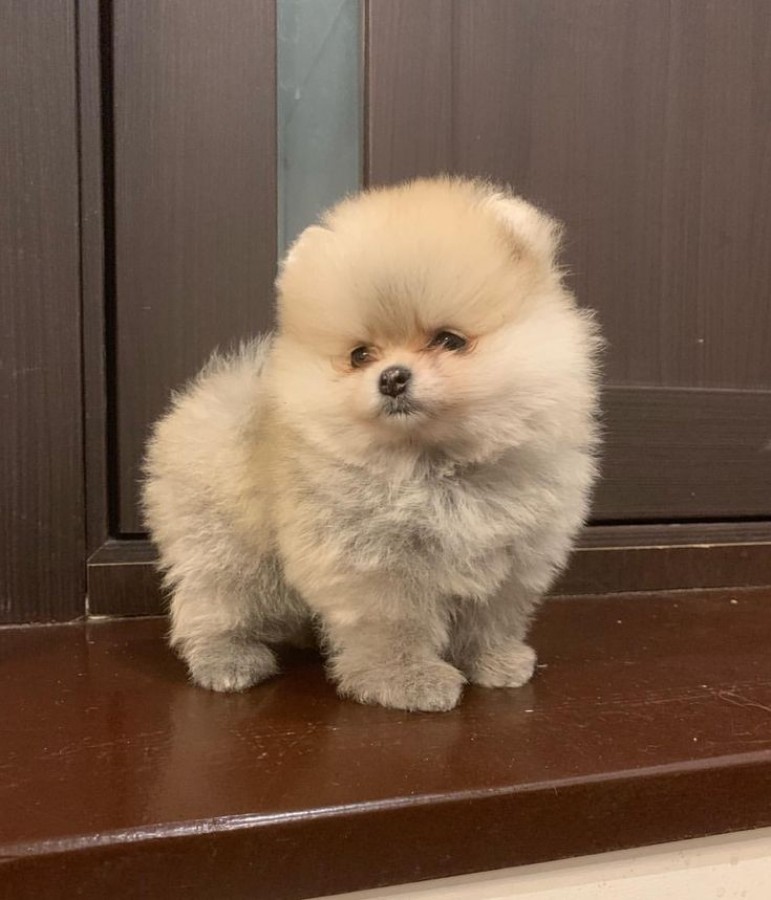 Pomerániai törpe spitz 